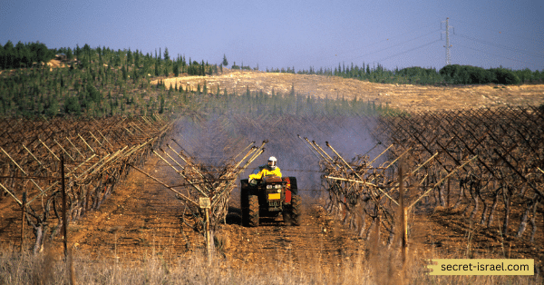 The Rise of Israeli Technology in Agriculture